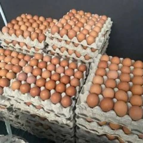 Telur Ayam 1 Kg