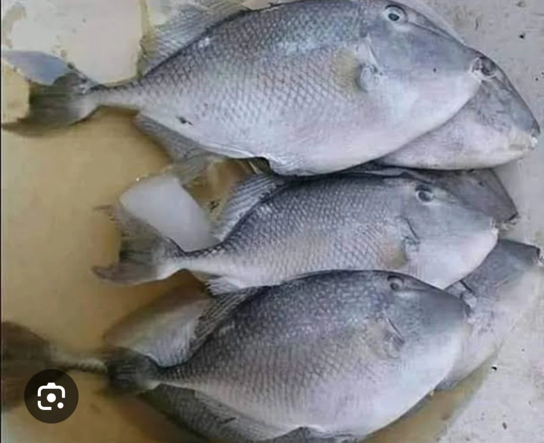 Ikan ketong